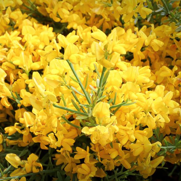 Ginster "Lydia" - 112997700000 - 1 - 588px