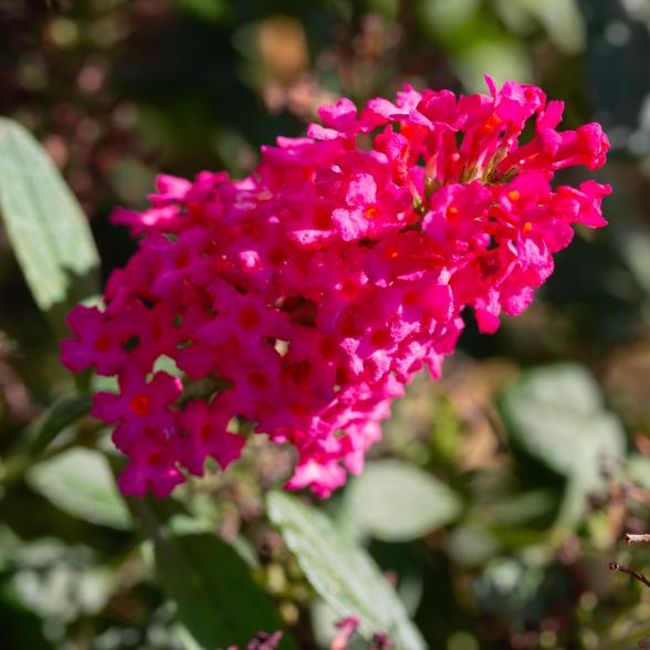 Summer Kids rot "Sophie" - 112997900000 - 1 - 588px