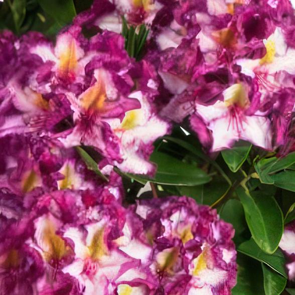 Rhodo Happydendron - 112998100000 - 1 - 588px