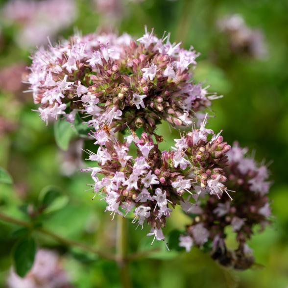 Oreganum vulg. T18 - 112998400000 - 1 - 588px