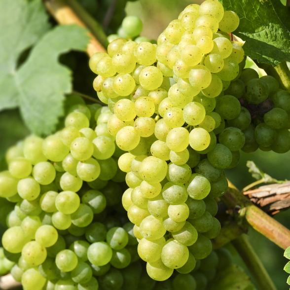 Weinrebe Polo - 113090700000 - 1 - 588px