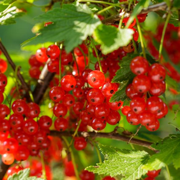 Johannisbeere rot - 113091100000 - 1 - 588px