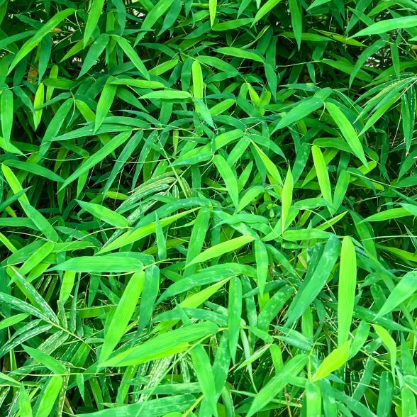 Bambus "Moontears" (S) - 113091500000 - 1 - 588px