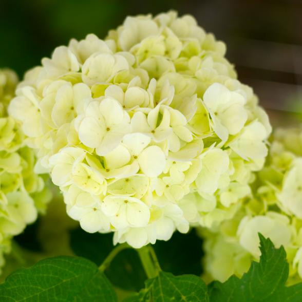 Hortensie 'Fluffa' - 113167000000 - 1 - 588px