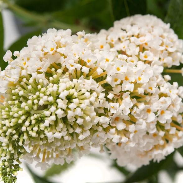 Summer Kids "Marie" - 113167200000 - 1 - 588px