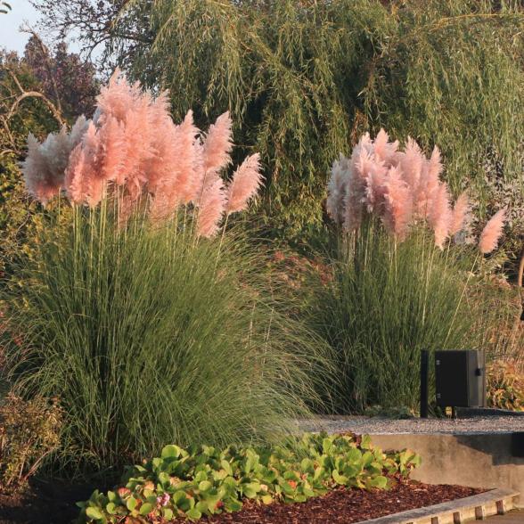 Pampasgras "Rosa Feder" - 113167500000 - 1 - 588px