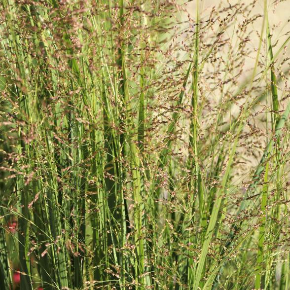 Rutenhirse - 113167600000 - 1 - 588px