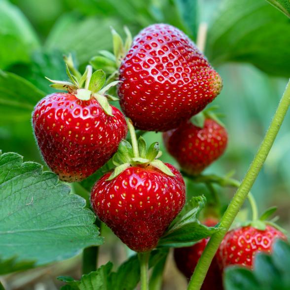 Pflanzbeutel Erdbeere "Ostara" - 113167700000 - 1 - 588px