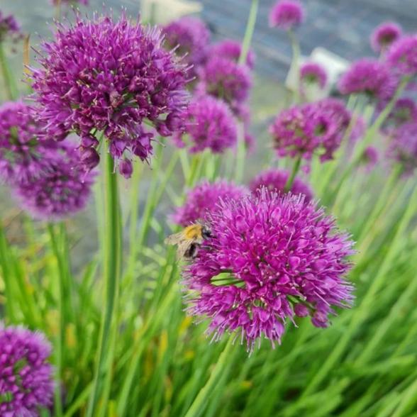 Berglauch "Lavender Bubbles" - 113167900000 - 1 - 588px