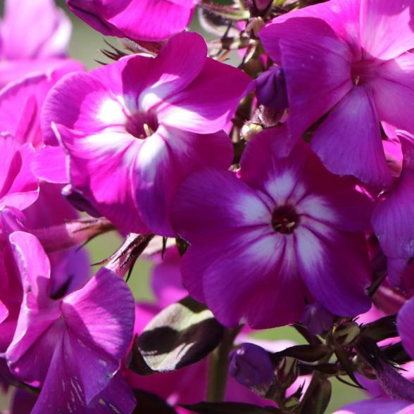 Flammenblume "Lilac Star" - 113168300000 - 1 - 588px