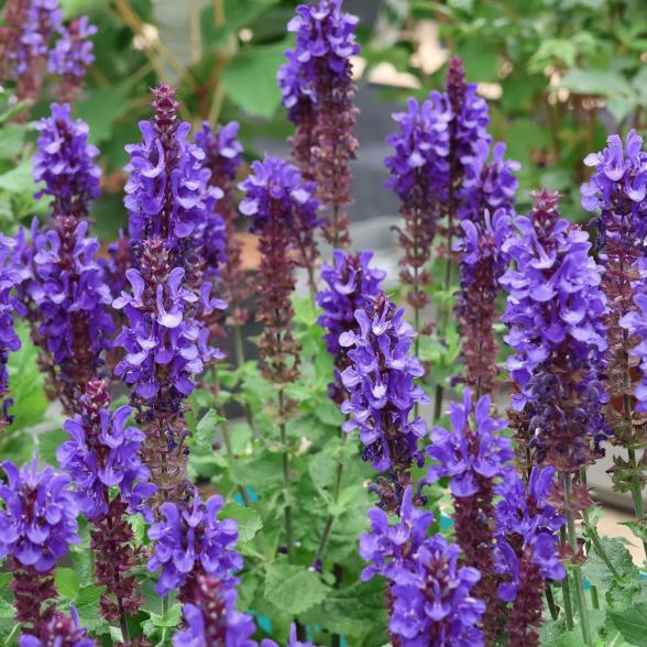 Blüten-Salbei "Blue Marvel" - 113168400000 - 1 - 588px
