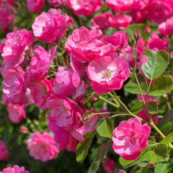 Rose Bienenweide - 113168500000 - 1 - 588px