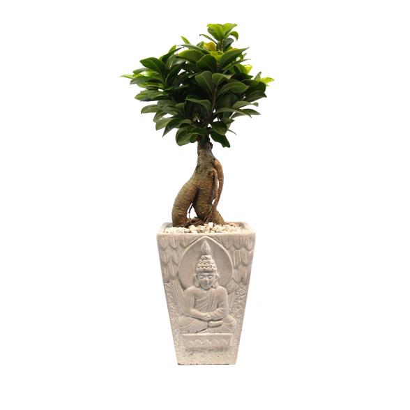 Ginseng Bonsai Betongefäß Asia - 113235400000 - 1 - 588px