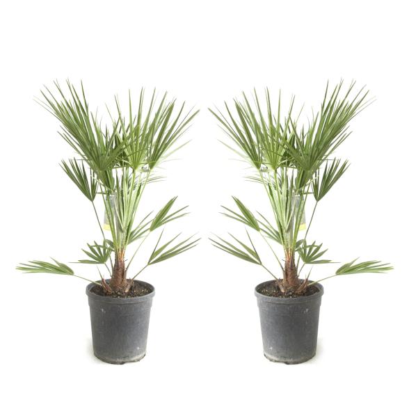 Zwergpalme winterfest - 113235700000 - 1 - 588px