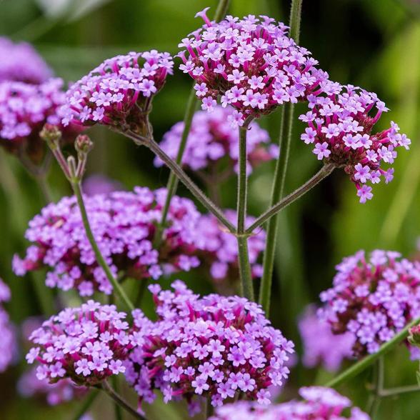 Lila Eisenkraut - 113237100000 - 1 - 588px