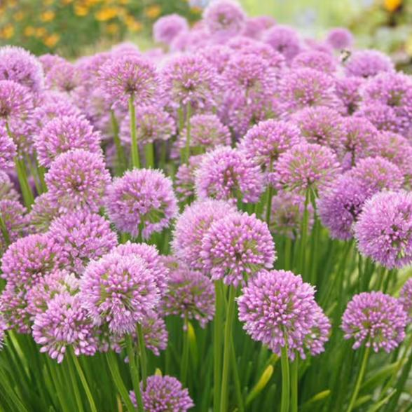 Zierlauch - 113237500000 - 1 - 588px