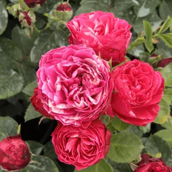 Beetrose rosa - 113238200000 - 1 - 588px