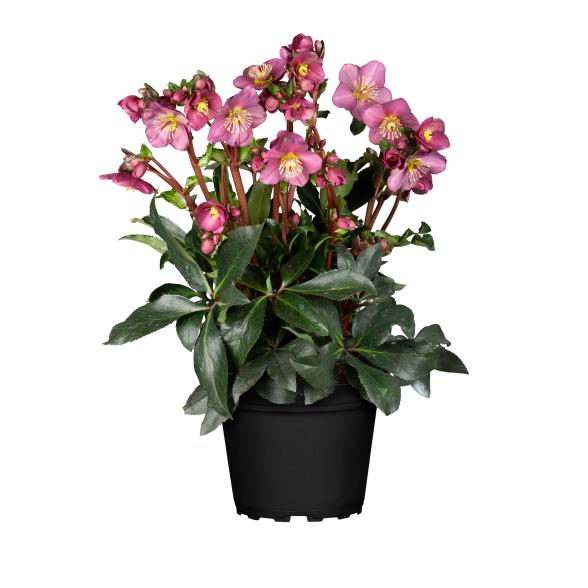 Christrose rot - 113539300000 - 1 - 588px