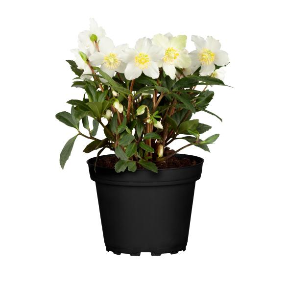 Christrose weiß - 113539400000 - 1 - 588px