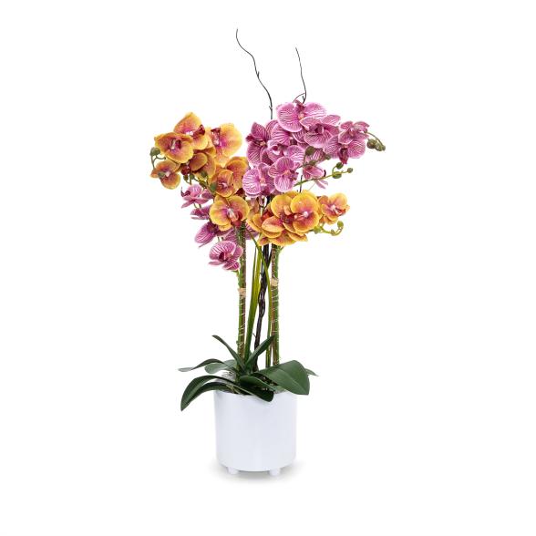 XXL-Orchideen Arrangement 68cm beleuchtet - 113635700000 - 1 - 588px