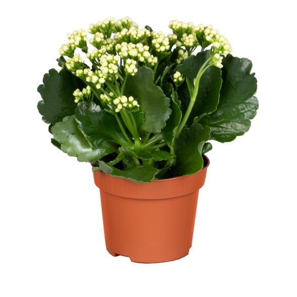 Kalanchoe weiß - 113646600000 - 1 - 588px