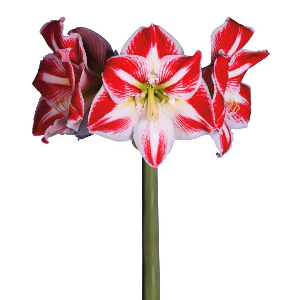 Ritterstern rot/weiß - 113646700000 - 1 - 588px