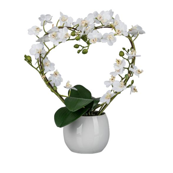 Orchidee in Herzform gebogen - 113882000000 - 1 - 588px