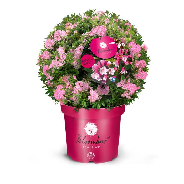 Blumenbuchs Magenta - 113984200000 - 1 - 588px