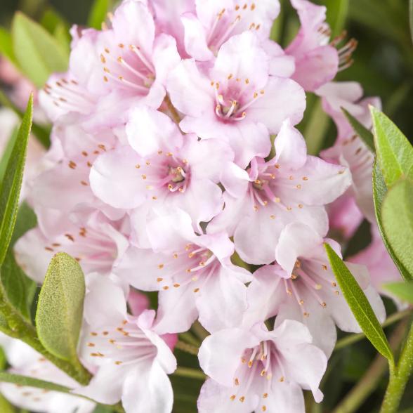 Blumenbuchs Pink - 113984300000 - 1 - 588px