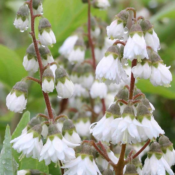Maiblumenstrauch weiß - 113984400000 - 1 - 588px