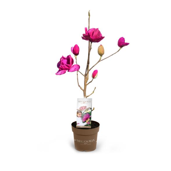 Magnolienstamm 60cm - 113984600000 - 1 - 588px