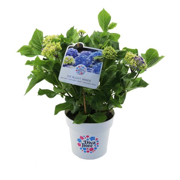 Bauernhortensie Diva Fiore - 113985000000 - 1 - 588px