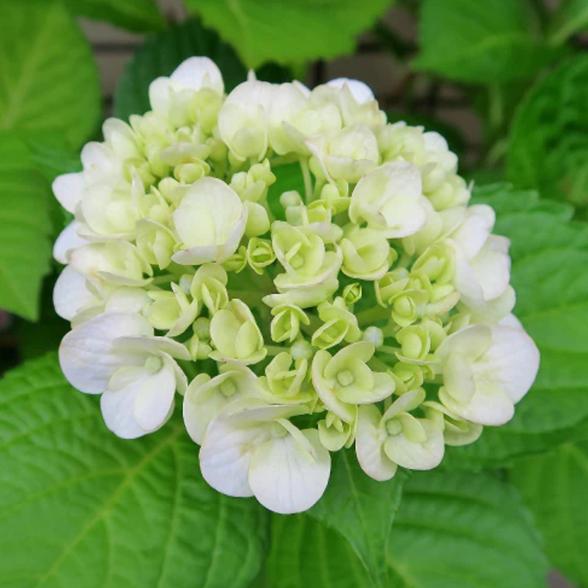 Bauernhortensie weiß C5 - 113985100000 - 1 - 588px