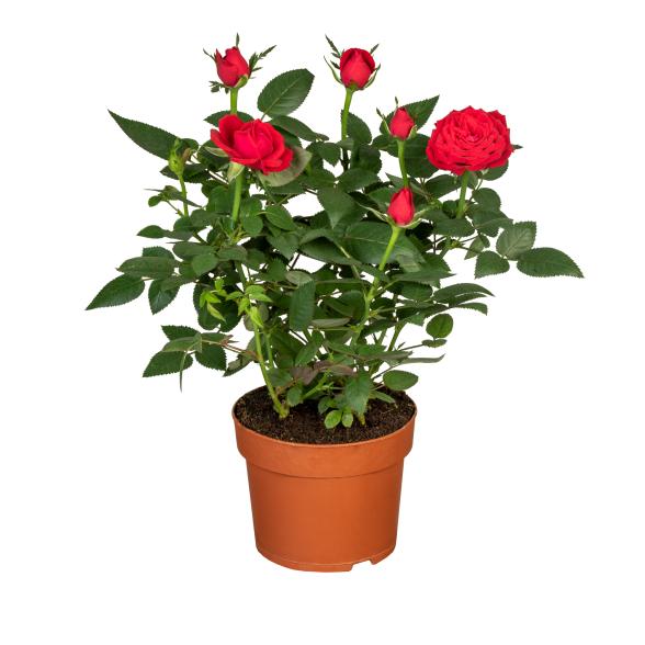 Rosenbusch 40-50cm - 113985400000 - 1 - 588px