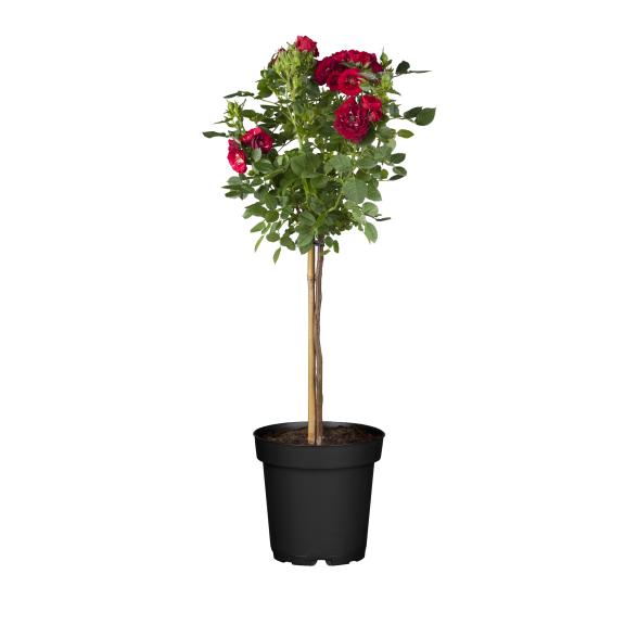 Rosenstamm 50cm - 113985500000 - 1 - 588px