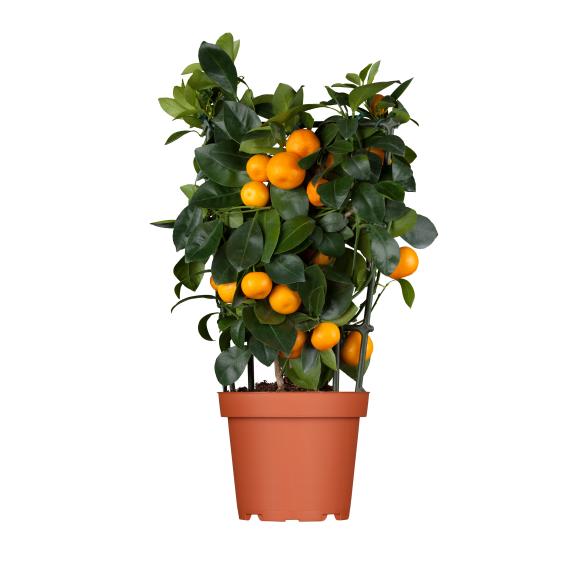 Zitrone Mix Spalier 40cm - 113985600000 - 1 - 588px