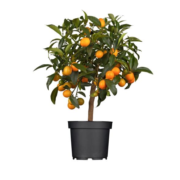 Zitrone Mix Stamm 40cm - 113985700000 - 1 - 588px