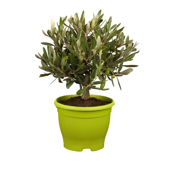 Oivenstrauch Busch 40cm - 113985800000 - 1 - 588px