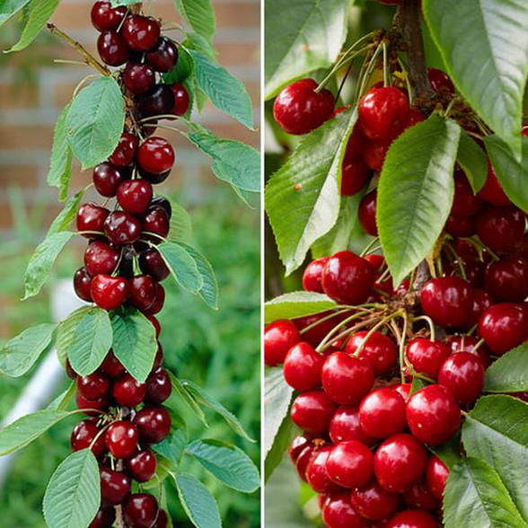 Kirsch-Säule Aroma Spur D.Rot - 113985900000 - 1 - 588px