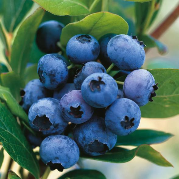 Heidelbeerbusch Goldtraube - 113986000000 - 1 - 588px