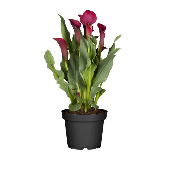 Calla T13 dunkelrot - 113986300000 - 1 - 588px