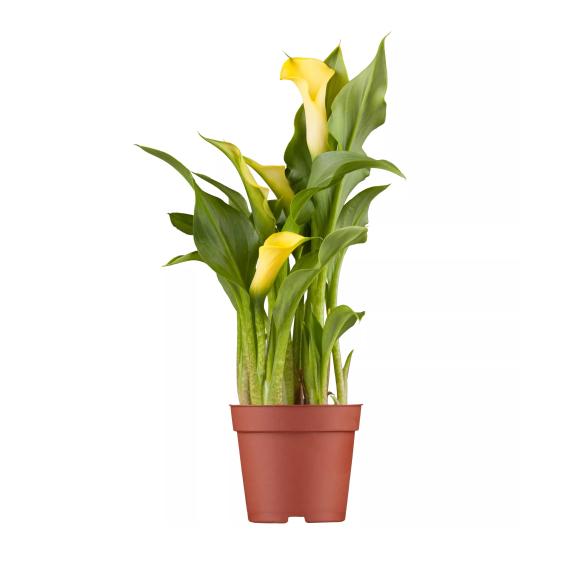 Calla T13 gelb - 113986400000 - 1 - 588px