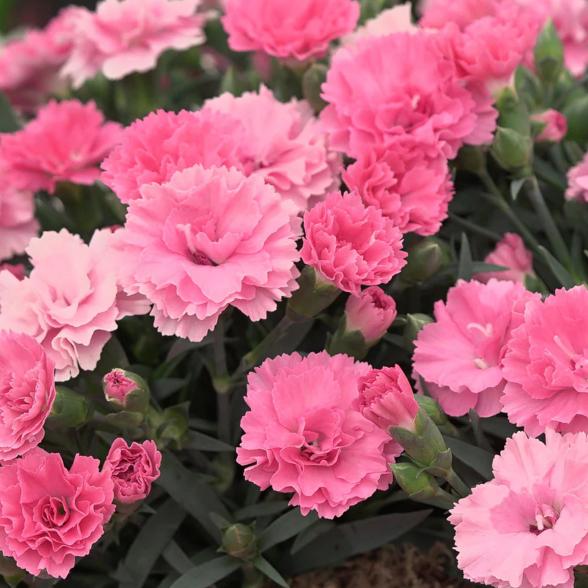 Nelke "I love you" 2er Set - 113986500000 - 1 - 588px