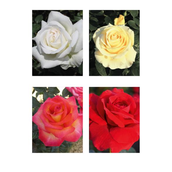 Rosen Klassisch & Edel 4tlg. - 113992700000 - 1 - 588px