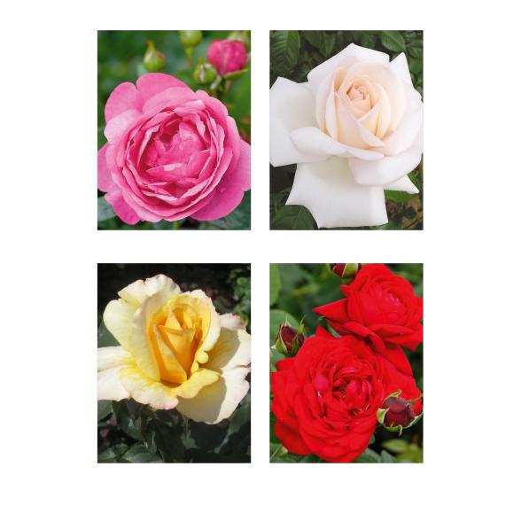 Rosen-Set Sommerromantik 4tlg. - 113992800000 - 1 - 588px