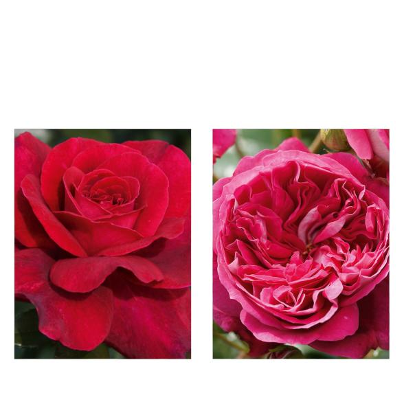 Rosen Klassisch & Ausgefallen - 113993200000 - 1 - 588px