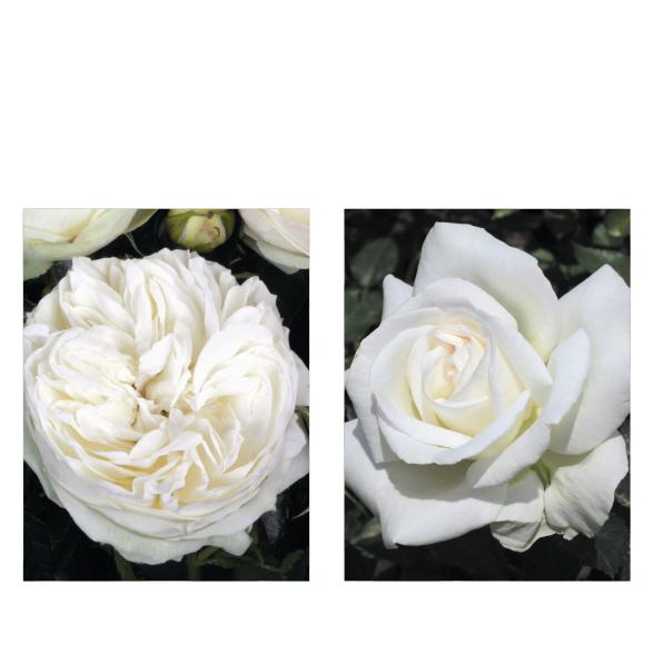 Hochzeitsrosen 2tlg. - 113993400000 - 1 - 588px