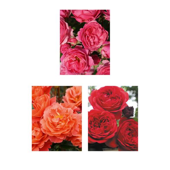 Beetrosen Robust 4tlg. - 113993500000 - 1 - 588px