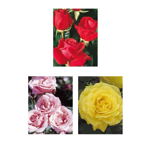 Beetrosen Alte Zeiten 3tlg. - 113993700000 - 1 - 588px