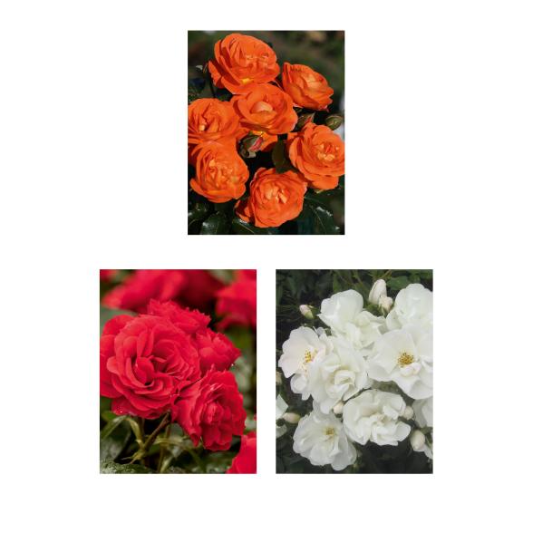 Rosen Die unschlagbaren Drei - 113993800000 - 1 - 588px